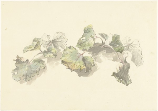 Study of leaves, 1787-1847. Creator: Josephus Augustus Knip.