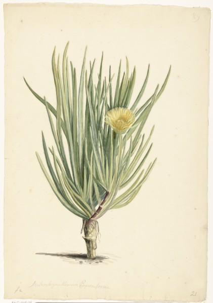 Narrow-leaved Iceplant in Bloom, 1668-1729. Creator: Vincent Laurentz van der Vinne I.