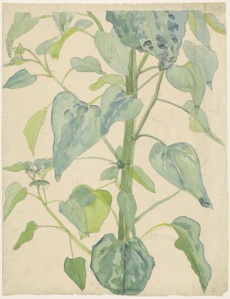 Stalk and Leaves of a Sunflower, 1874-1918. Creator: Martinus van Andringa.