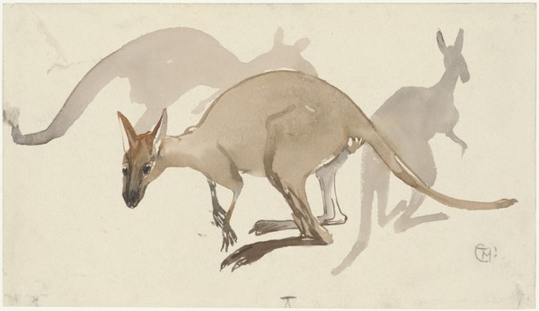 Kangaroos, 1873-1917. Creator: Theo van Hoytema.