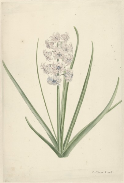 White-light blue hyacinth, 1746-1811. Creator: Vincent Jansz. van der Vinne.
