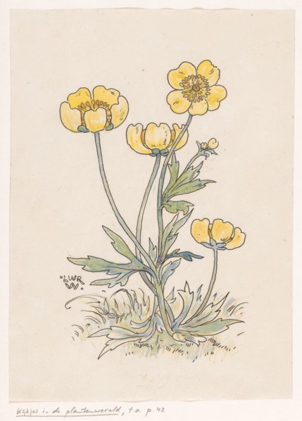 Buttercups, in or before 1893. Creator: Willem Wenckebach.