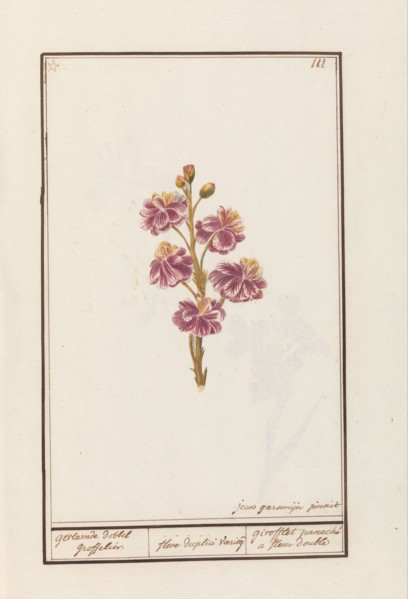 Wallflower (Erysimum cheiri), 1790-1799. Creator: Jan Garemijn.