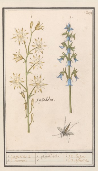 Asphodel (Asphodelus) and Rough bellflower (Campanula trachelium), 1596-1610. Creators: Anselmus de Boodt, Elias Verhulst.
