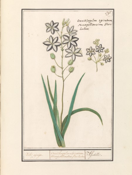 Asphodel (Asphodelus), 1596-1610. Creators: Anselmus de Boodt, Elias Verhulst.