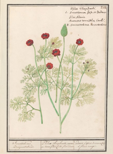 Anemone, 1596-1610.  Creators: Anselmus de Boodt, Elias Verhulst.