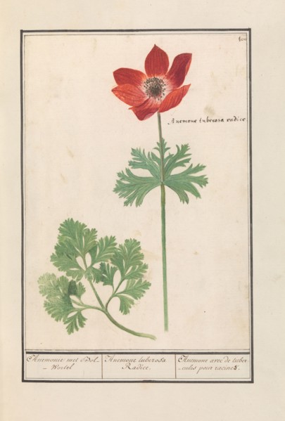 Anemone, 1596-1610.  Creators: Anselmus de Boodt, Elias Verhulst.