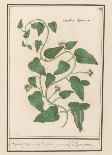 Apocynum, 1596-1610. Creators: Anselmus de Boodt, Elias Verhulst.