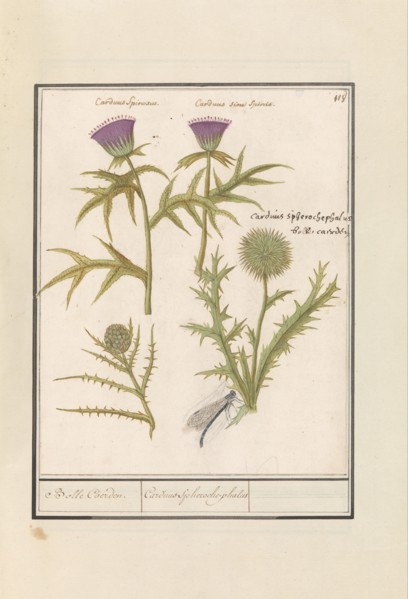 Thistle (Carduus) and Artichoke (Cynara cardunculus), 1596-1610. Creators: Anselmus de Boodt, Elias Verhulst.