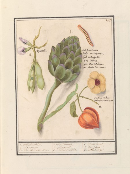 Artichoke (Cynara scolymus), broad beans (Vicia faba) and lantern plant (Physalis), 1596-1610. Creators: Anselmus de Boodt, Elias Verhulst.