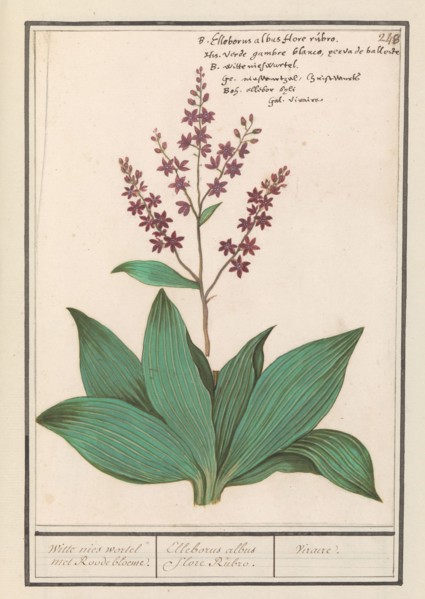 Black hellebore (Veratrum nigrum), 1596-1610. Creators: Anselmus de Boodt, Elias Verhulst.