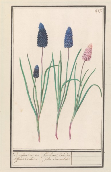 Grape hyacinths (Muscari botryoides), 1596-1610. Creators: Anselmus de Boodt, Elias Verhulst.