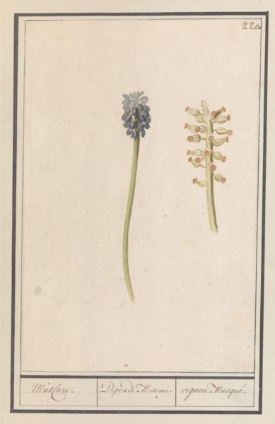 Grape hyacinths (Muscari botryoides), 1596-1610. Creators: Anselmus de Boodt, Elias Verhulst.