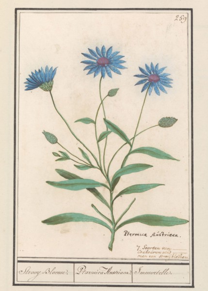 Blue Strawflower (Catananche caerulea), 1596-1610. Creators: Anselmus de Boodt, Elias Verhulst.