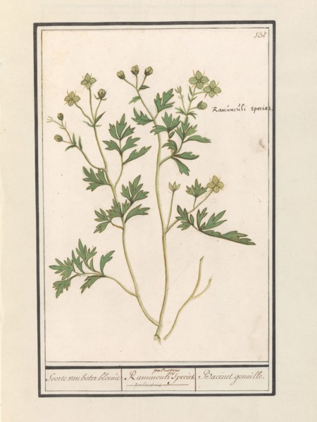 Buttercup (Ranunculus), 1596-1610. Creators: Anselmus de Boodt, Elias Verhulst.