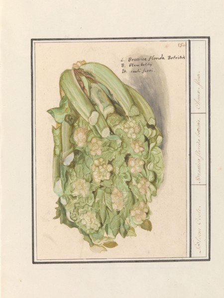 Cauliflower (Brassica oleracea convar. botrytis var. Botrytis), 1596-1610. Creators: Anselmus de Boodt, Elias Verhulst.