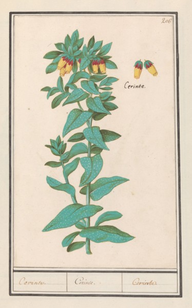 Cerinthe (Cerinthe major), 1596-1610. Creators: Anselmus de Boodt, Elias Verhulst.