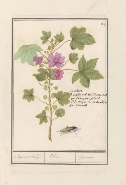Large mallow (Malva sylvestris), 1596-1610. Creators: Anselmus de Boodt, Elias Verhulst.