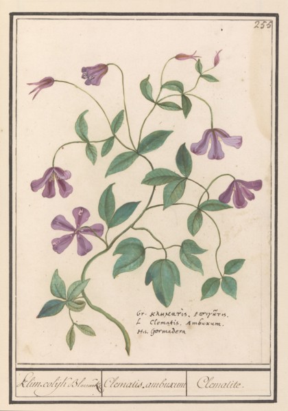 Clematis, 1596-1610. Creators: Anselmus de Boodt, Elias Verhulst.