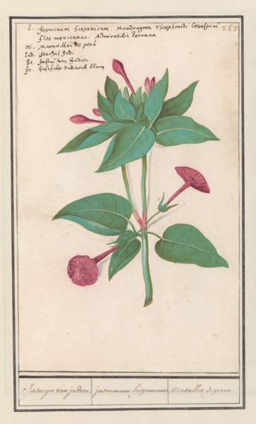 Night Beauty (Mirabilis jalapa), 1596-1610. Creators: Anselmus de Boodt, Elias Verhulst.