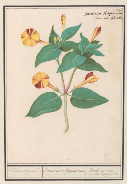 Night Beauty (Mirabilis jalapa), 1596-1610. Creators: Anselmus de Boodt, Elias Verhulst.