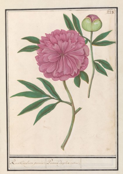Peony (Paeonia), 1596-1610. Creators: Anselmus de Boodt, Elias Verhulst.