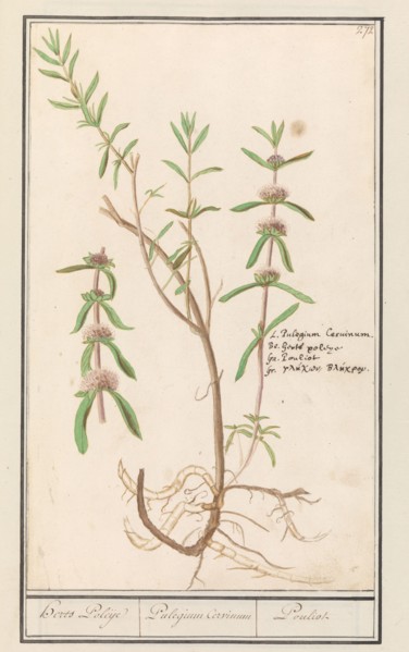 Pennyroyal (Mentha pulegium), 1596-1610. Creators: Anselmus de Boodt, Elias Verhulst.