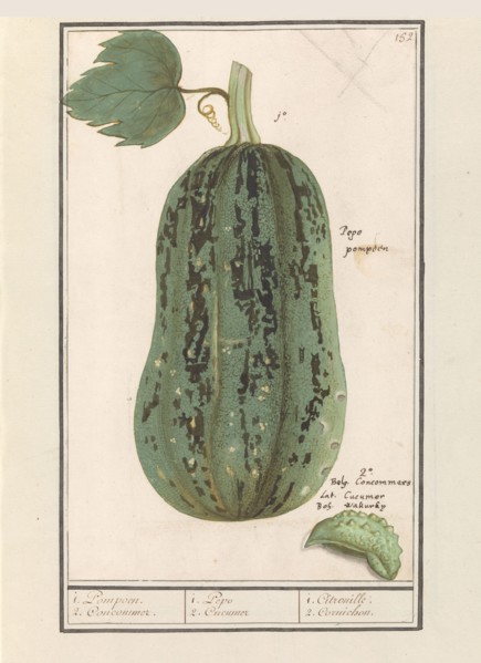 Pumpkin (Cucurbita pepo), 1596-1610. Creators: Anselmus de Boodt, Elias Verhulst.