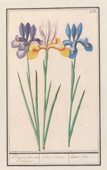 Iris (Iris sibirica), 1596-1610. Creators: Anselmus de Boodt, Elias Verhulst.