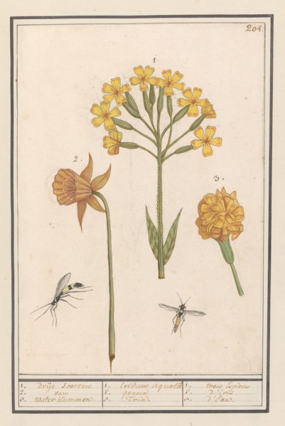 Narcis (Narcissus), Golden primrose  (Primula veris) and Tagetes (African marigold), 1596-1610.  Creators: Anselmus de Boodt, Elias Verhulst.