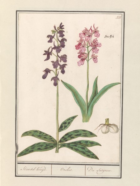 Orchid (Orchidaceae), 1596-1610. Creators: Anselmus de Boodt, Elias Verhulst.