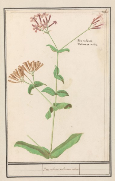 Unknown plant, 1596-1610. Creators: Anselmus de Boodt, Elias Verhulst.