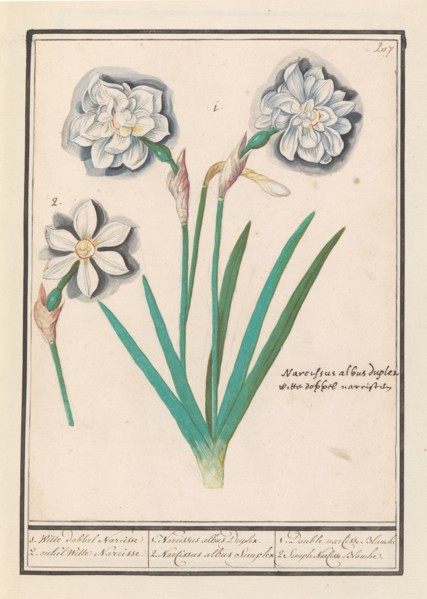 White Daffodil (Narcissus), 1596-1610. Creators: Anselmus de Boodt, Elias Verhulst.