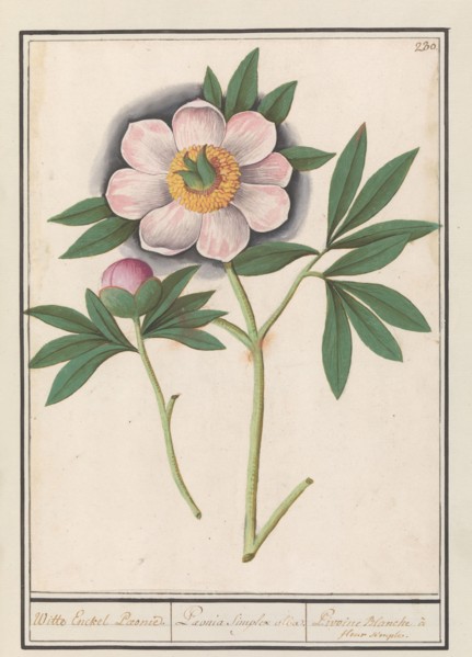Peony (Paeonia), 1596-1610. Creators: Anselmus de Boodt, Elias Verhulst.