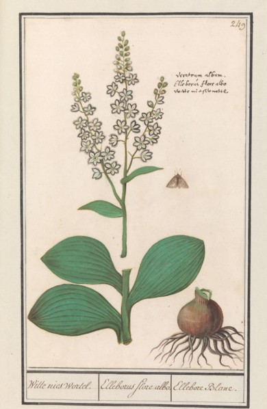 White hellebore (Veratrum album), 1596-1610. Creators: Anselmus de Boodt, Elias Verhulst.