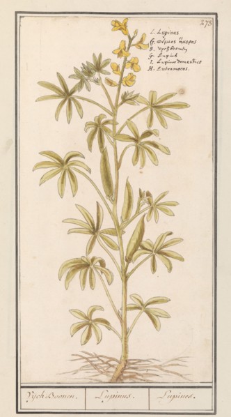 Lupin (Lupinus), 1596-1610. Creators: Anselmus de Boodt, Elias Verhulst.