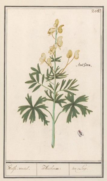 Yellow Aconite (Aconitum vulparia), 1596-1610. Creators: Anselmus de Boodt, Elias Verhulst.