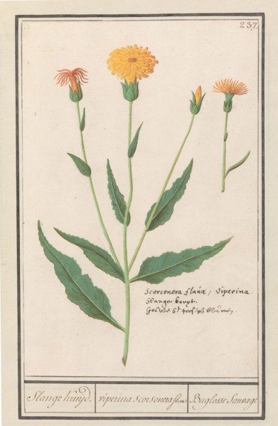 Lesser salsify (Scorzonera humilis), 1596-1610. Creators: Anselmus de Boodt, Elias Verhulst.