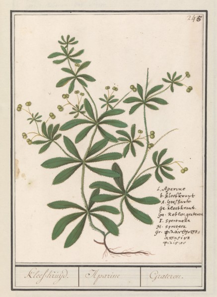 Cleavers (Galium aparine), 1596-1610. Creators: Anselmus de Boodt, Elias Verhulst.
