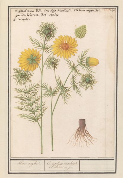 Spring Adonis (Adonis vernalis), 1596-1610. Creators: Anselmus de Boodt, Elias Verhulst.