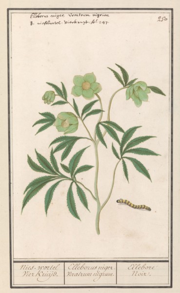 Hellebore (Helleborus), 1596-1610. Creators: Anselmus de Boodt, Elias Verhulst.