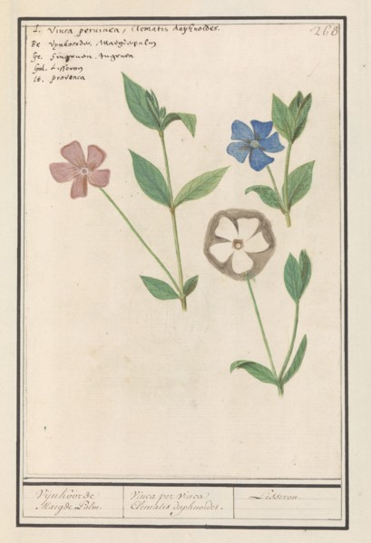 Periwinkle (Vinca), 1596-1610. Creators: Anselmus de Boodt, Elias Verhulst.
