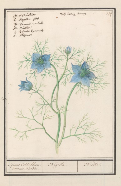 Love-in-a-mist (Nigella Damascena, Damselfly-in-green), 1596-1610.  Creators: Anselmus de Boodt, Elias Verhulst.