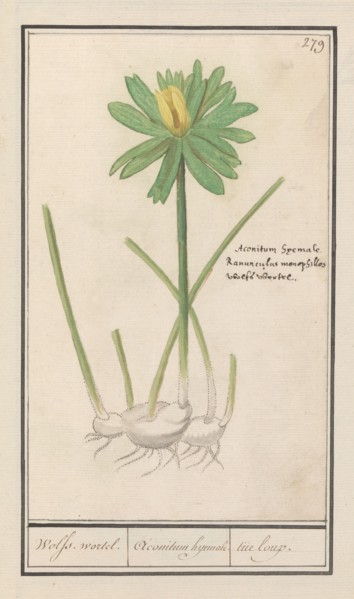Winter aconite (Eranthis hyemalis), 1596-1610. Creators: Anselmus de Boodt, Elias Verhulst.