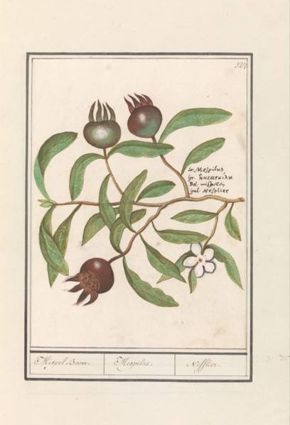 Medlar (Mespilus germanica), 1596-1610. Creators: Anselmus de Boodt, Elias Verhulst.