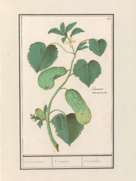 Cucumber (Cucumis sativus), 1596-1610. Creators: Anselmus de Boodt, Elias Verhulst.
