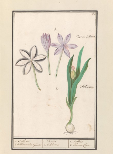 Autumn crocus (Colchicum autumnale), 1596-1610. Creators: Anselmus de Boodt, Elias Verhulst.