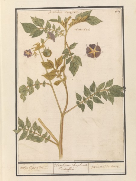 Potato (Solanum Tuberosum), 1596-1610. Creators: Anselmus de Boodt, Elias Verhulst.