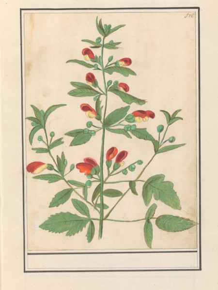 Figwort, possibly Knotted Figwort (Scrophularia nodosa), 1596-1610. Creators: Anselmus de Boodt, Elias Verhulst.