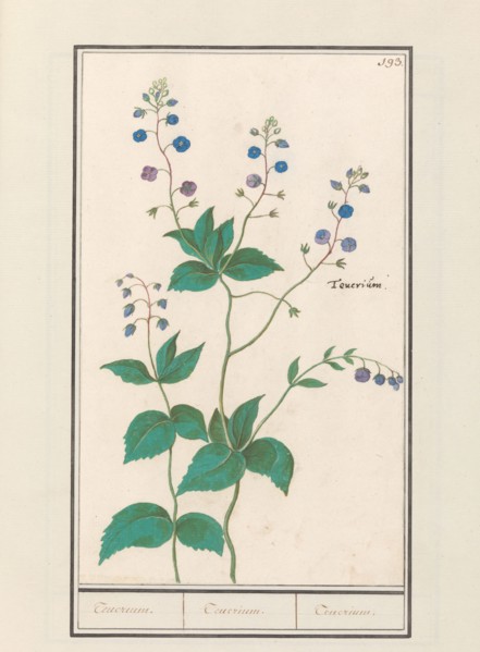 Speedwell or germander speedwelll (Veronica chamaedrys), 1596-1610. Creators: Anselmus de Boodt, Elias Verhulst.